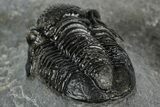 Detailed Gerastos Trilobite Fossil - Morocco #351272-5